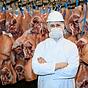 Der letzte Weg der Schweine